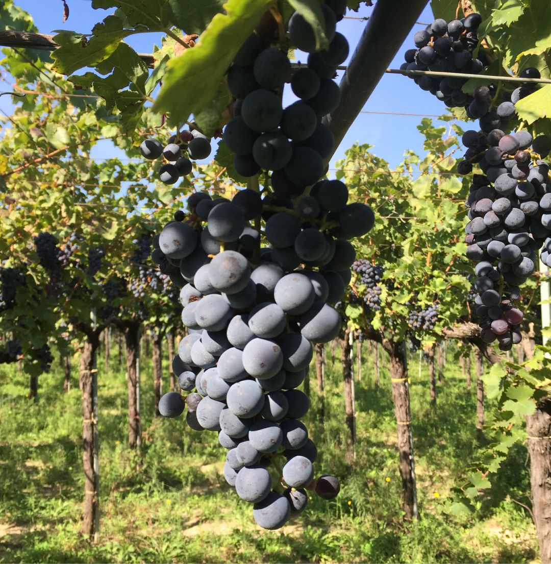 Grappolo di uva nera matura su ceppo