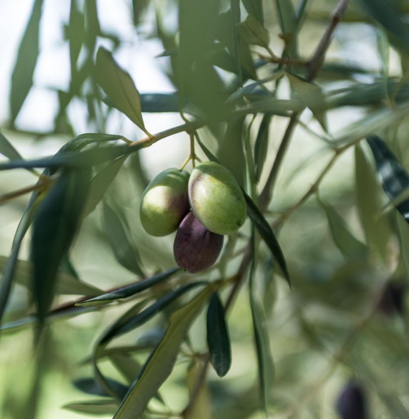 Olive verdi e nere Castel del Monte